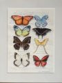 Butterflies Wild Things